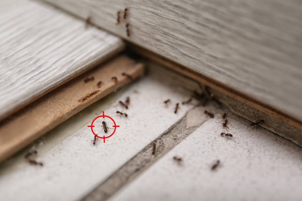 Best Wasp Removal Services  in Navesink, NJ